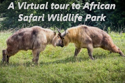 african safari wildlife park