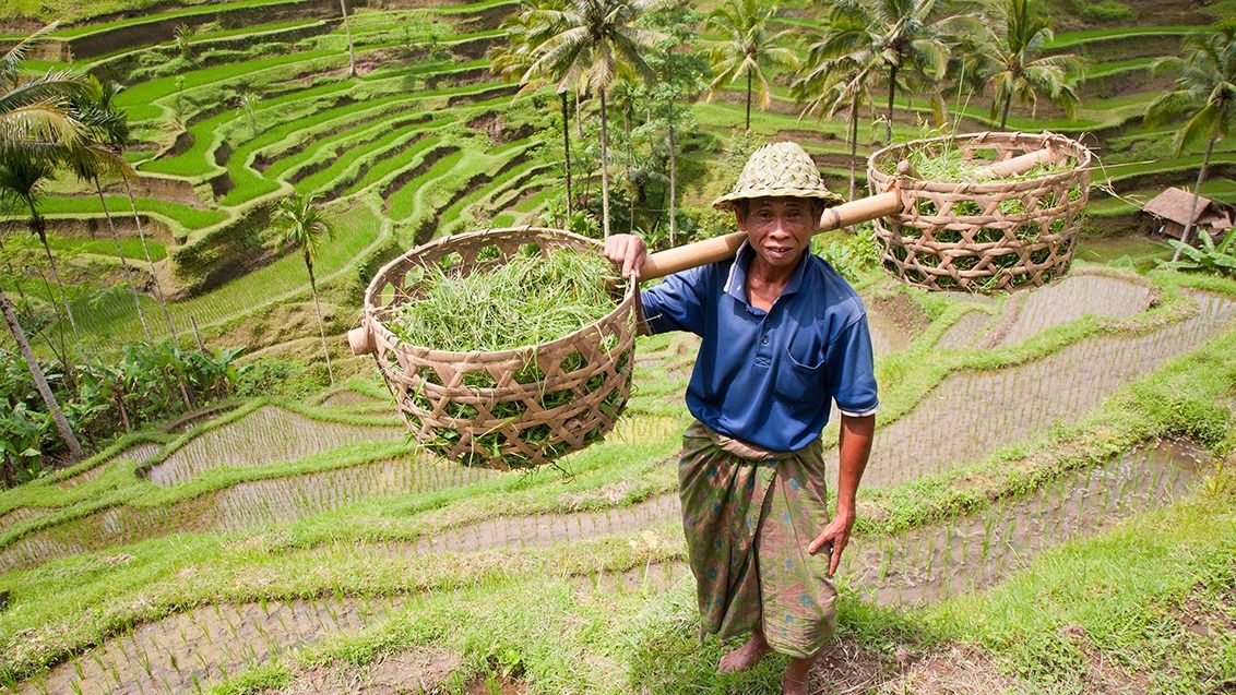 Gratis rejseforedrag: Indonesien og Bali