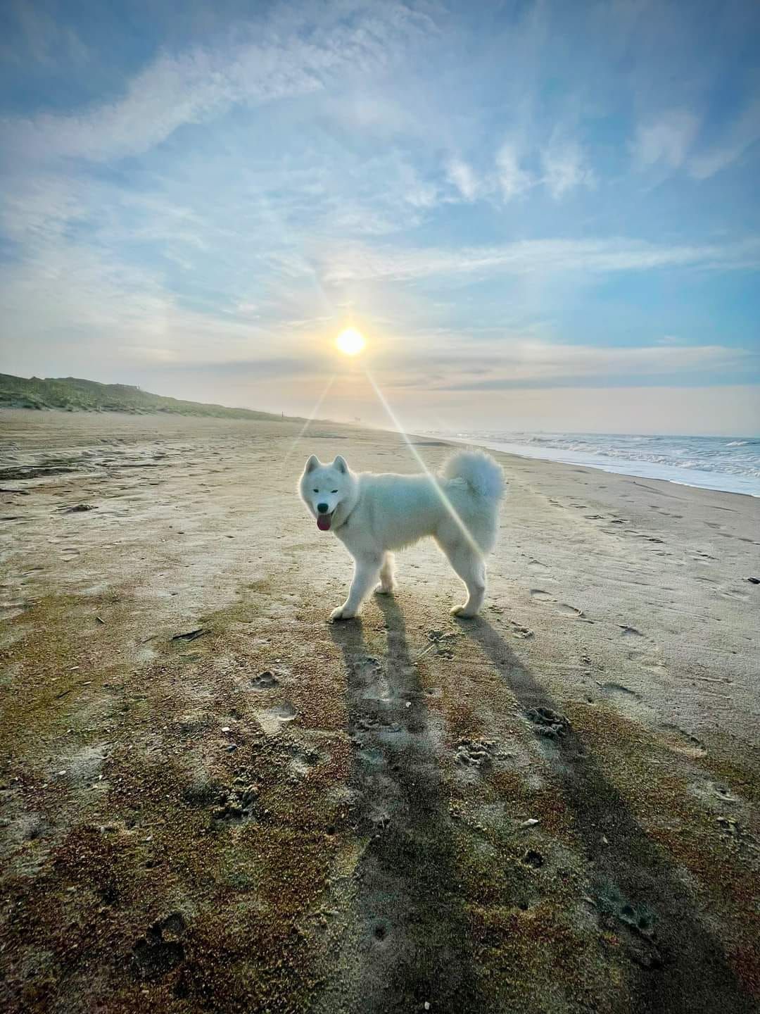 Judges Education Seminar on The Samoyed