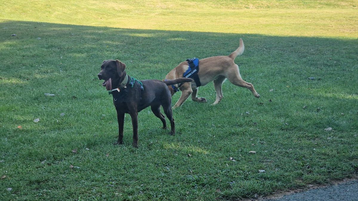 Group Dog Walk