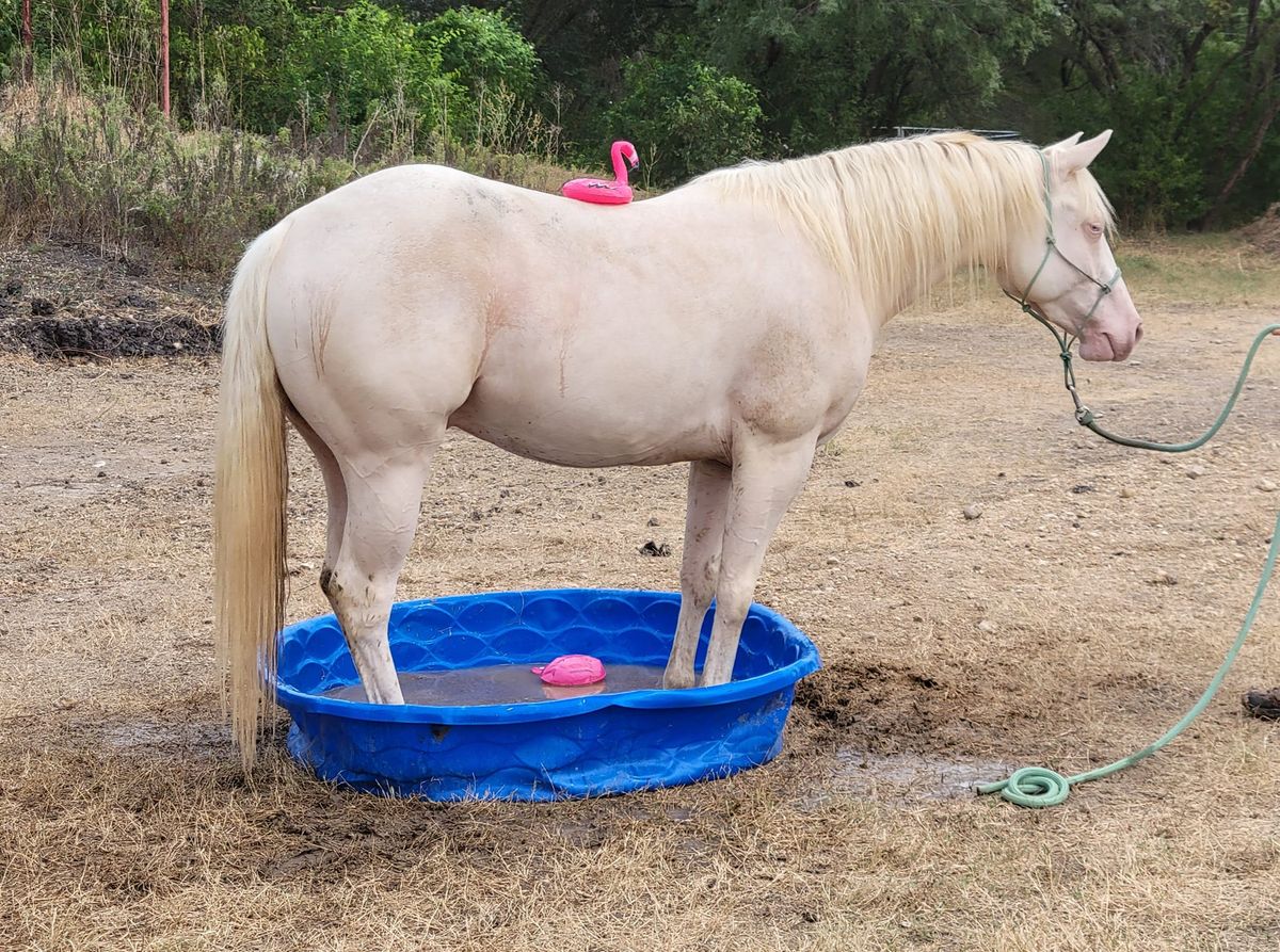 Horsemanship for the everyday rider: transitions, water