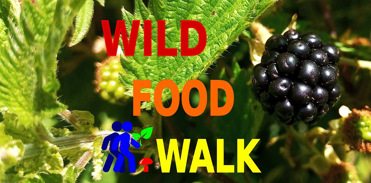 Brandon Hill Park (Bristol) Wild Food Foraging\/ Foragers Walk.
