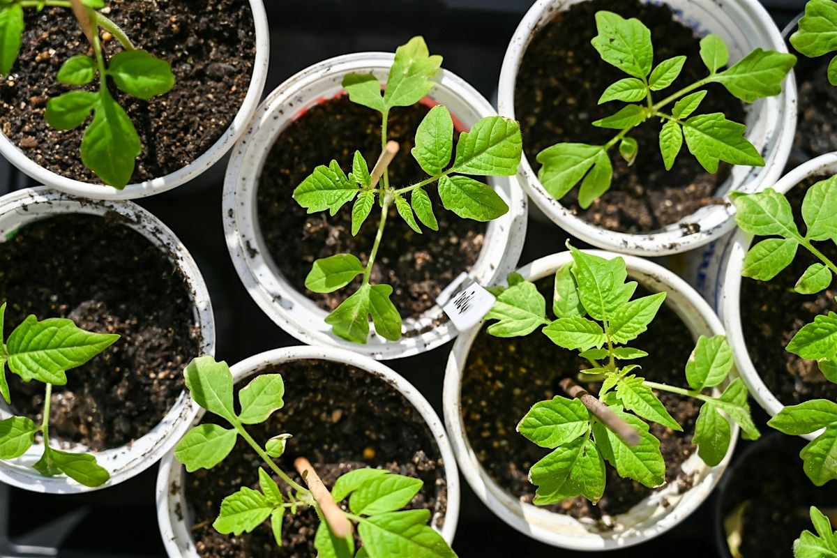 Seed Starting with URI Master Gardeners