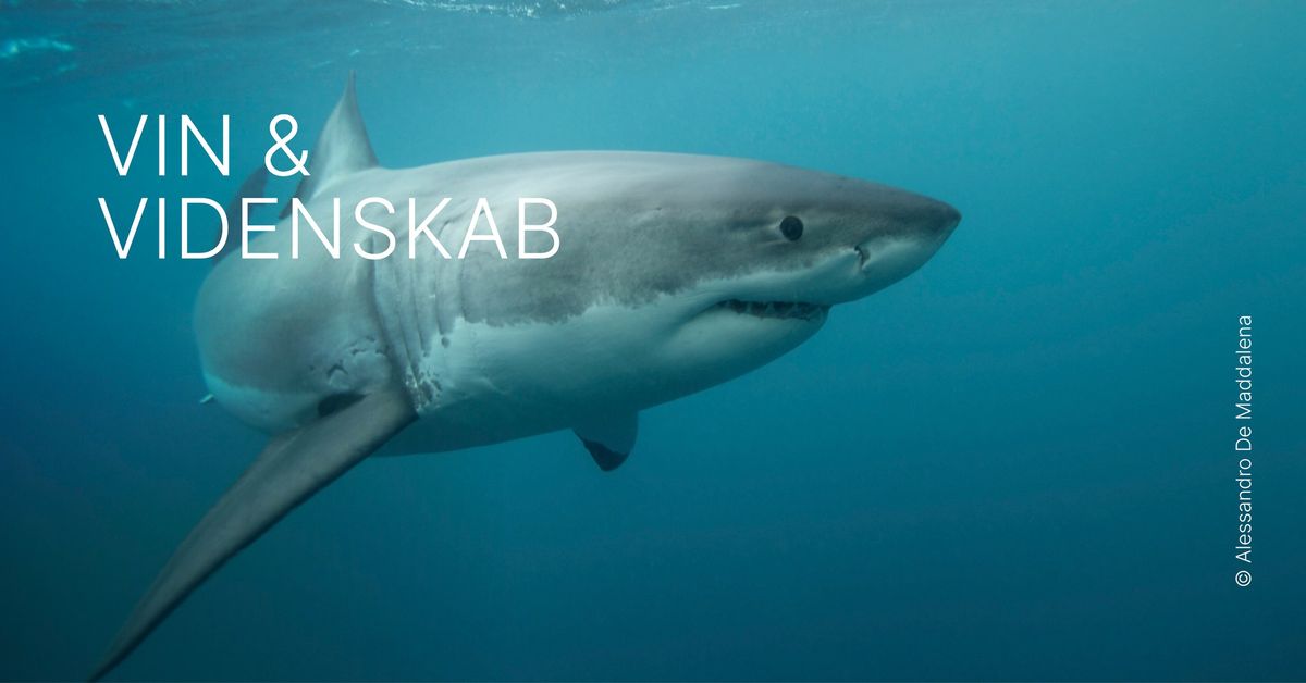 Vin & Videnskab: Great white sharks \/ UDSOLGT