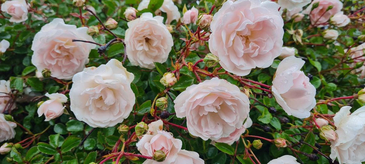 Learn to prune your roses as a professional