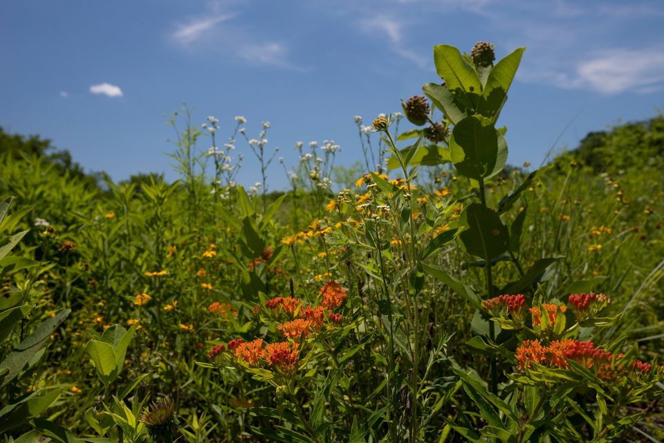 Afternoon Wildflower Walk