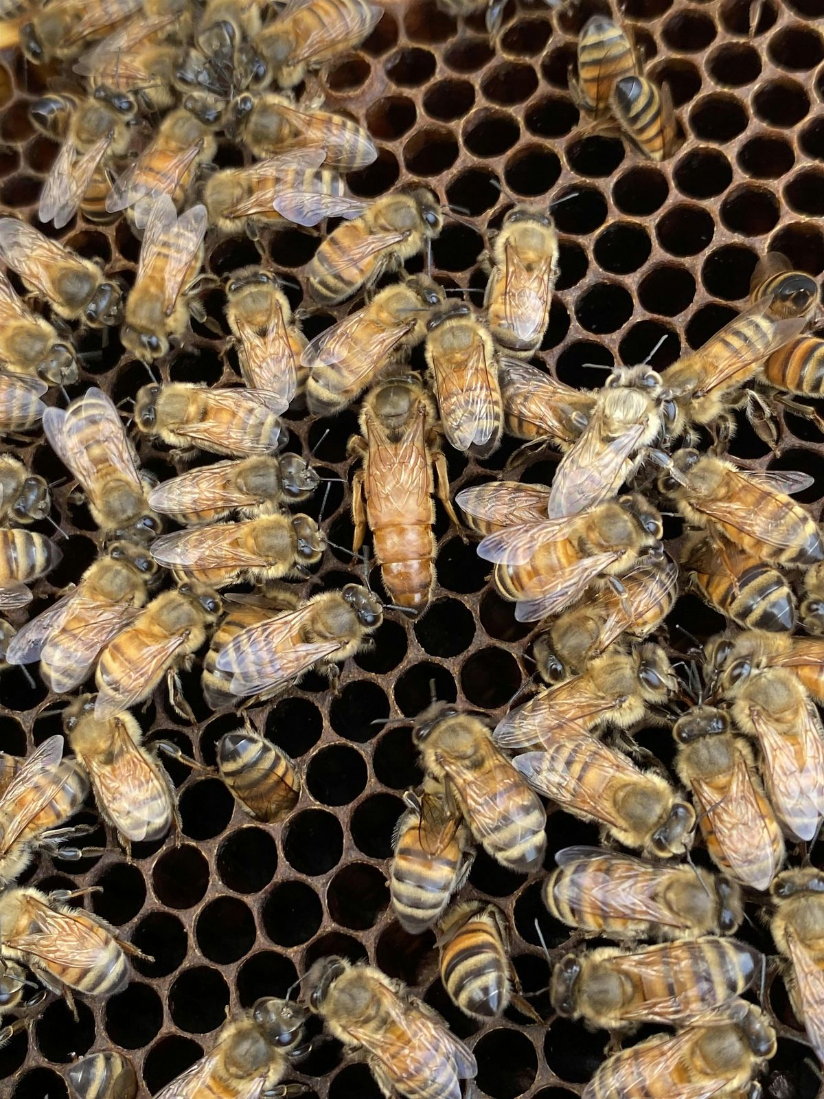 Beekeeping Series: Bolstering Pollinator Health