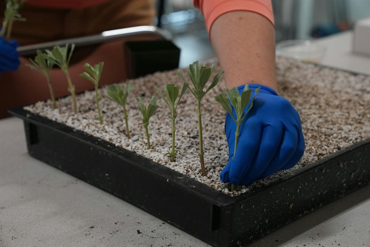 Propagating California Native Plants from Cuttings with Tim Becker