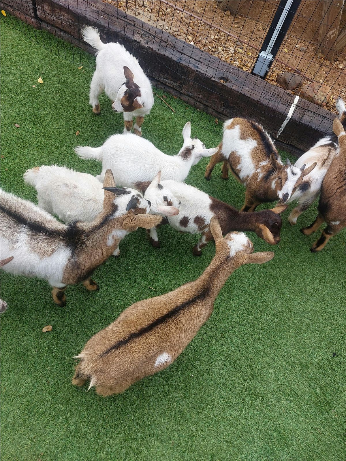 Goat Yoga Houston At Christian Tailgate Kirby Saturday March 29th 10AM