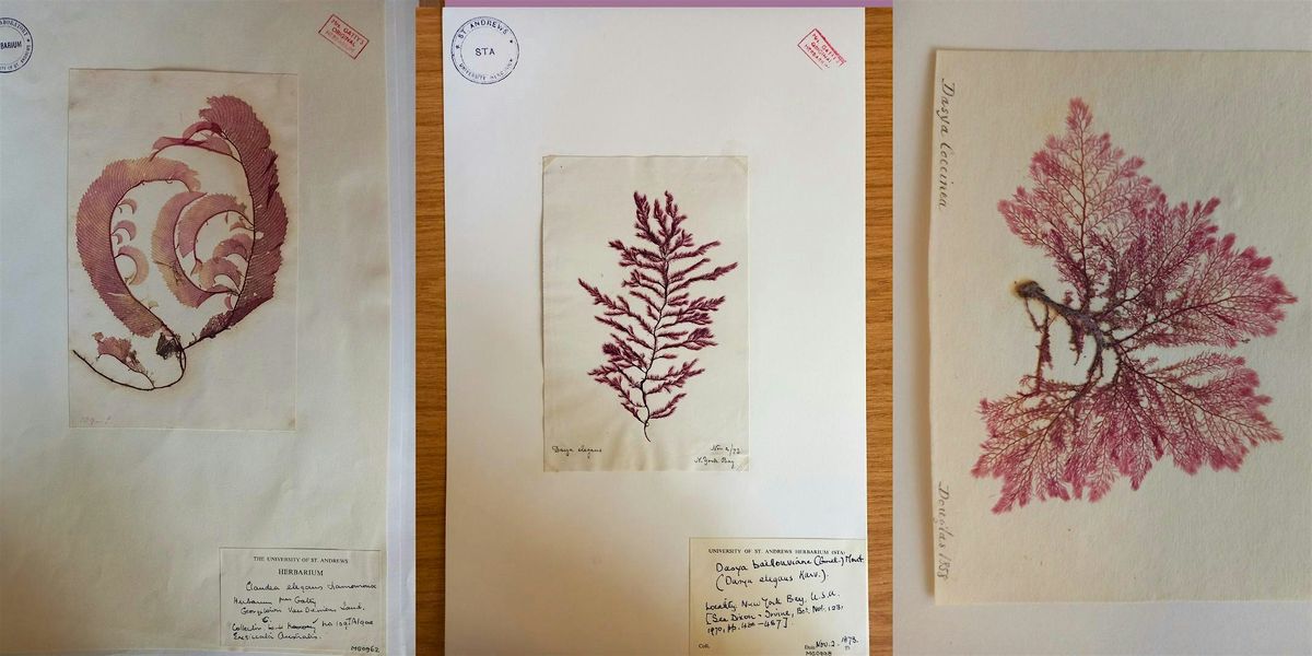 Treasures of the Deep Book Club - The Seaweed Collector\u2019s Guide