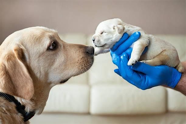 Freedom Foundations: The Puppy Development Workshop!