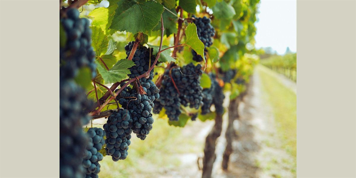 Wine tasting - Burgundy vs Bordeaux