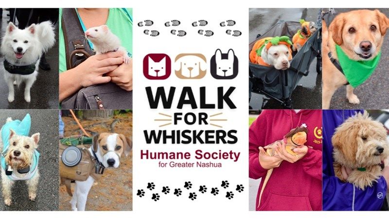 Walk for Whiskers