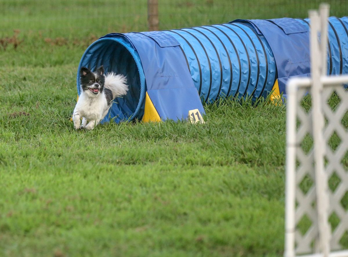 Tails Up Club Agility Trial