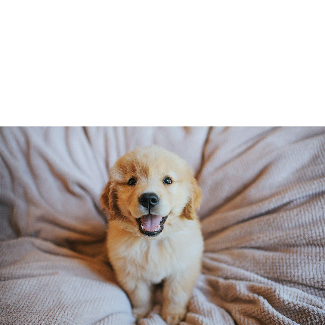 Puppy Yoga by Yoga Kawa Toronto Golden Retriever Puppies