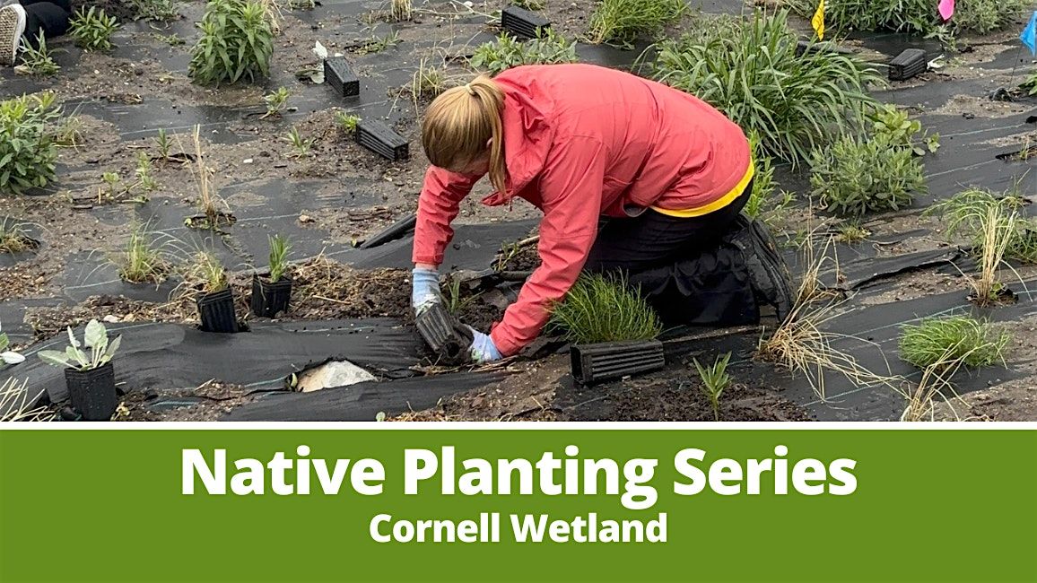 Native Planting Series- Cornell Wetlands