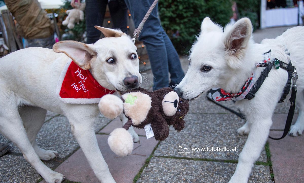 Hundeweihnachtsmarkt - 2. Wochenende