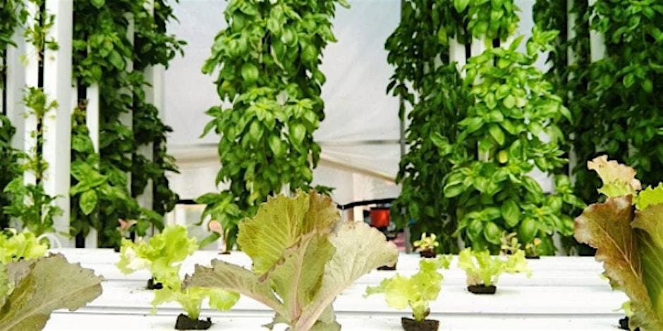 Hydroponics and Vertical Farming