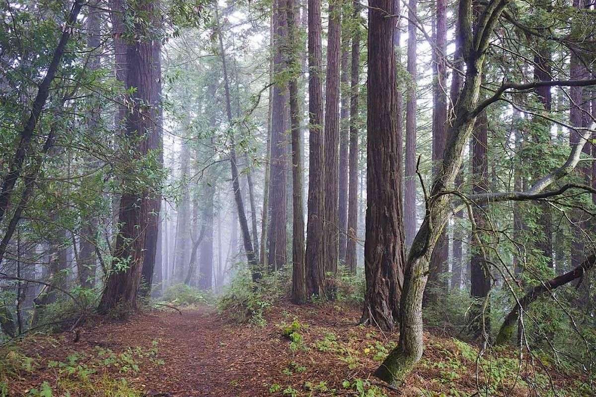 LawLess: Mindful Nature Detox for Lawyers