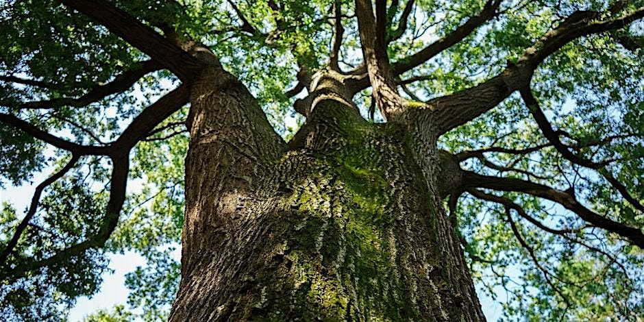 Forest Bathing Walk at Theodore Roosevelt Island with Ana Ka'ahanui