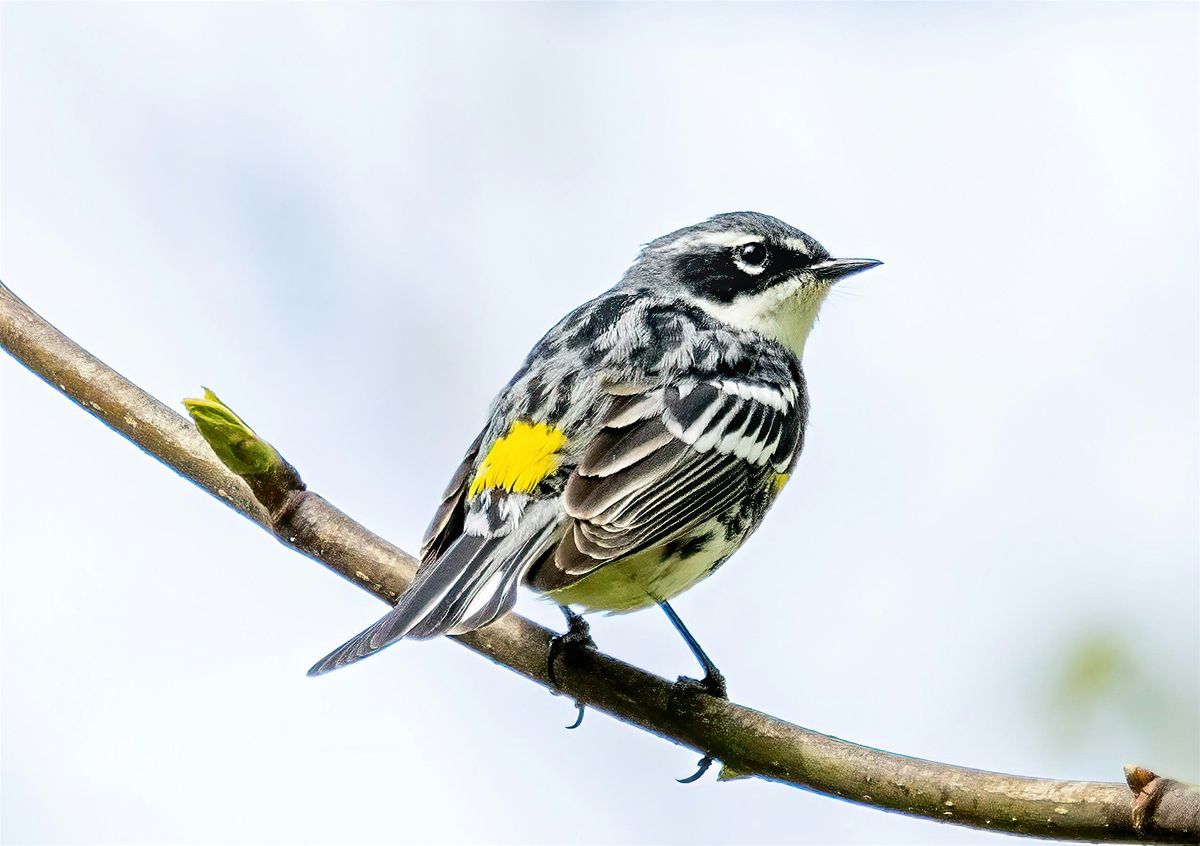 Birding for Beginners with Dan Patrick