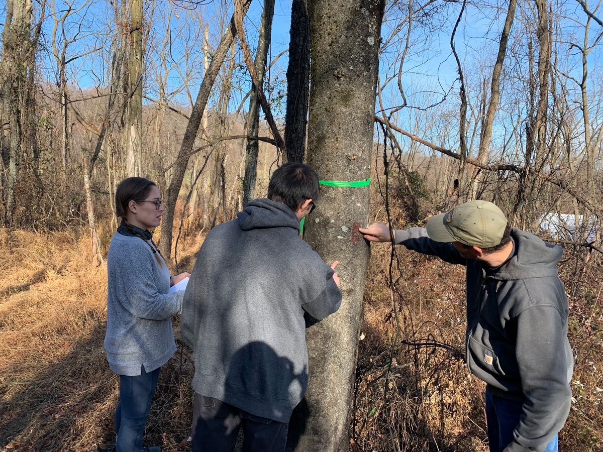 Identifying Trees by Bark