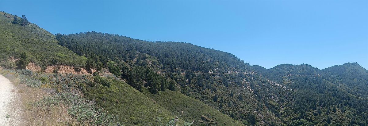 LO Central Coast | Bilingual Native Plant Hike on East Cuesta Ridge Trail