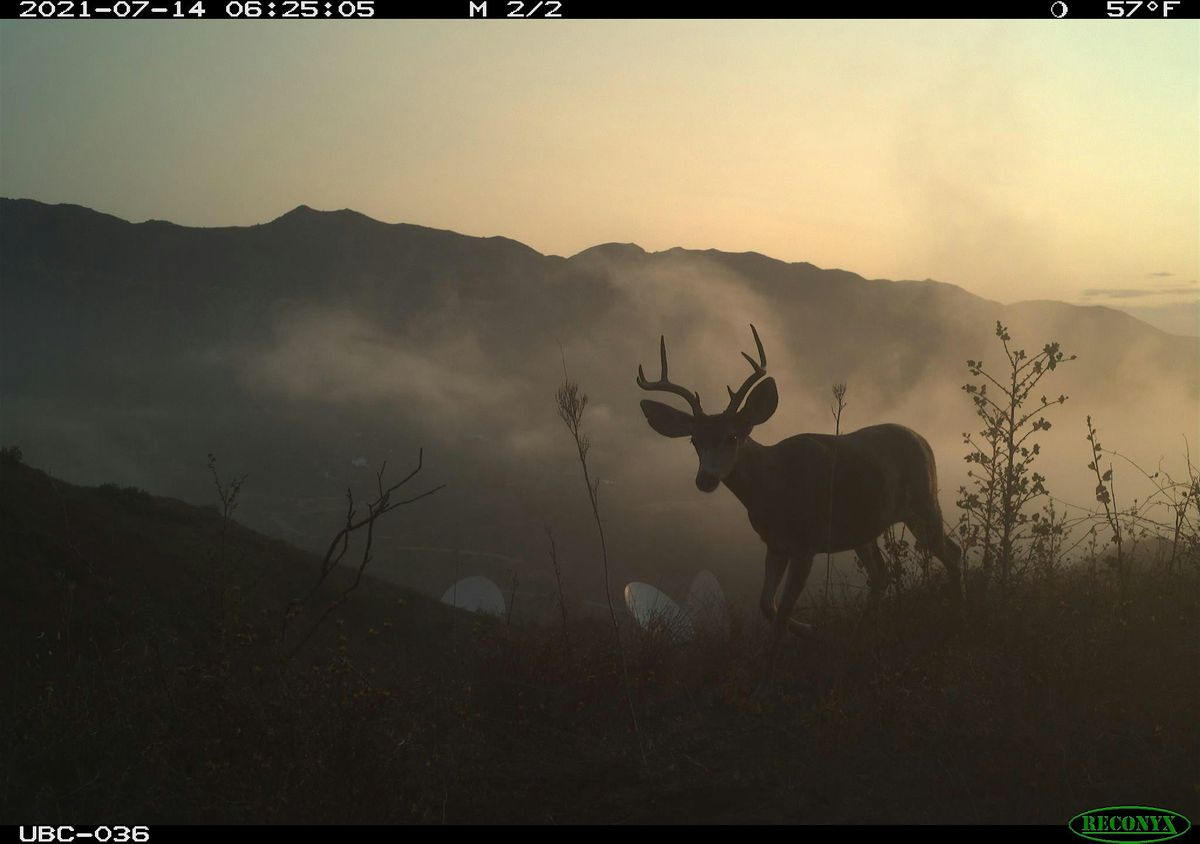 Wildlife After the Woolsey Fire: Research Images on Display