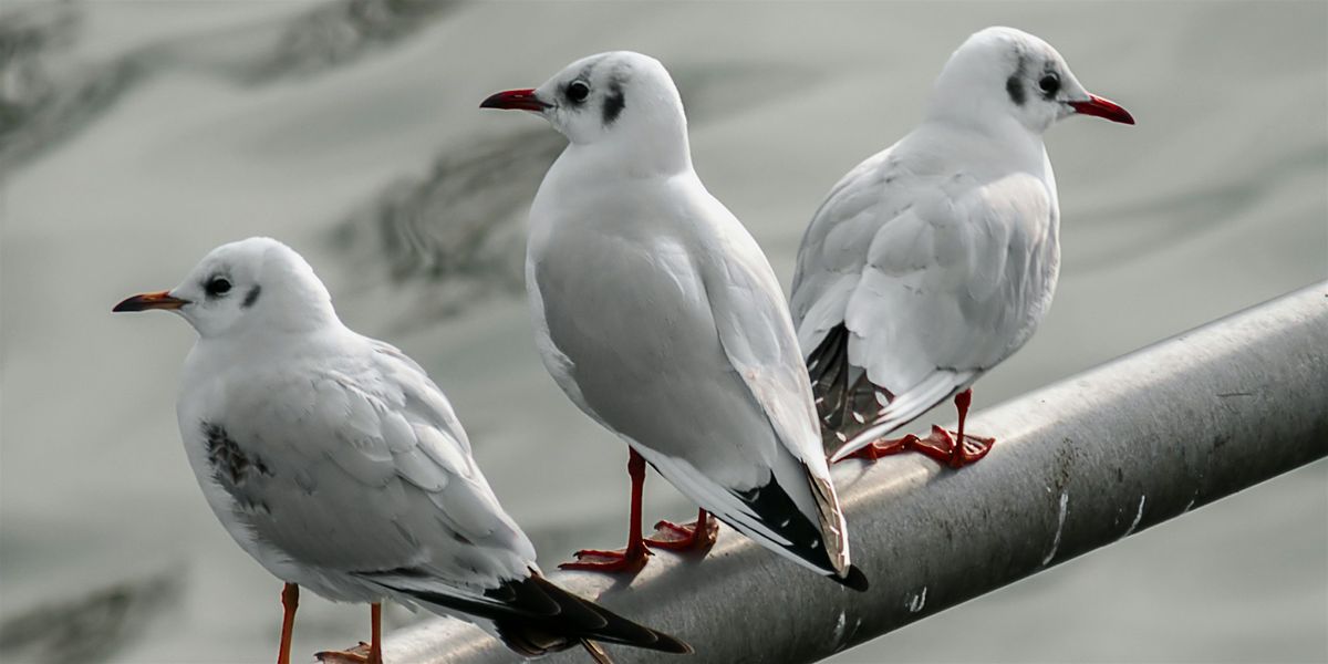 Gulls and Falls