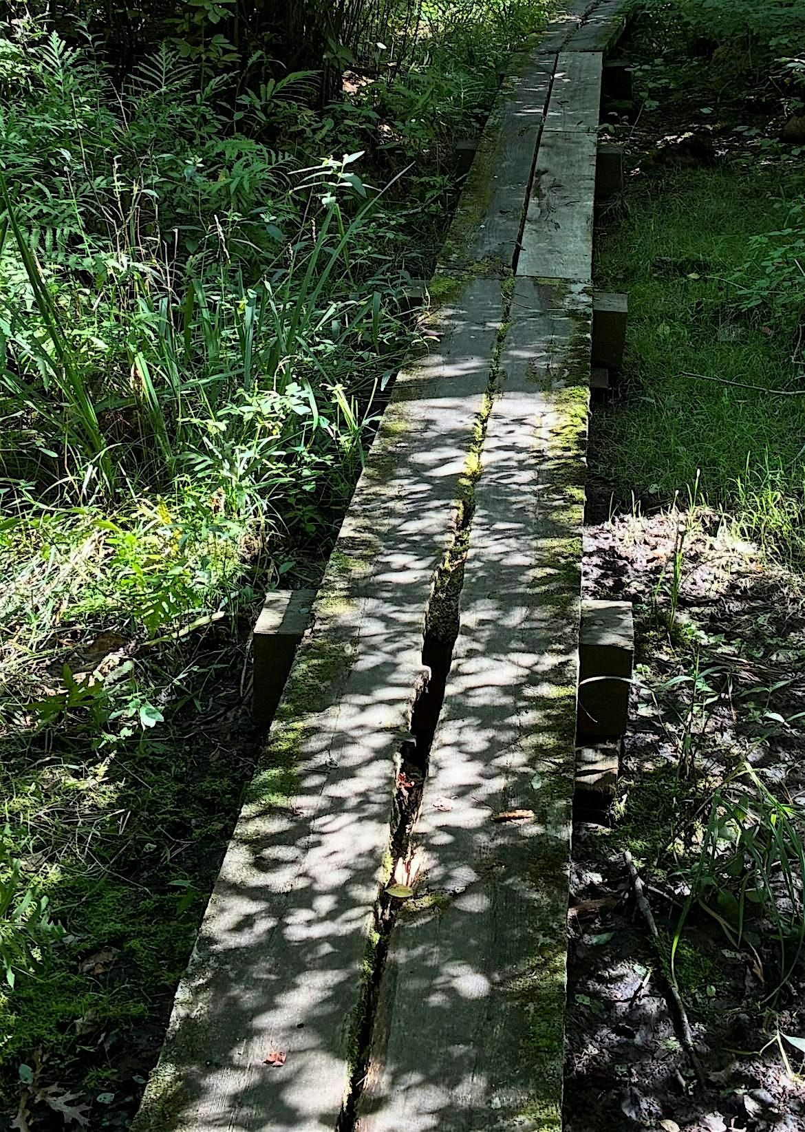 Ward Reservation boardwalk project! Part 2, Saturday 11\/15\/25