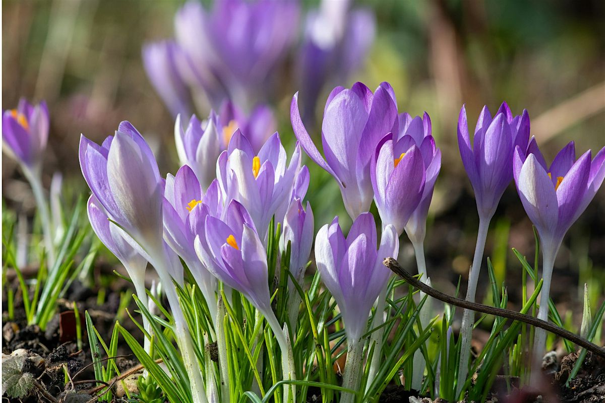 Crocus Planting