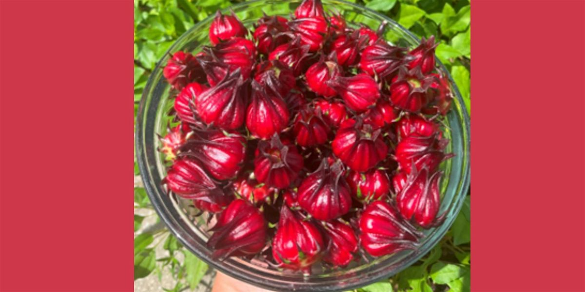Florida Cranberry Sauce & Roselle Growing Workshop