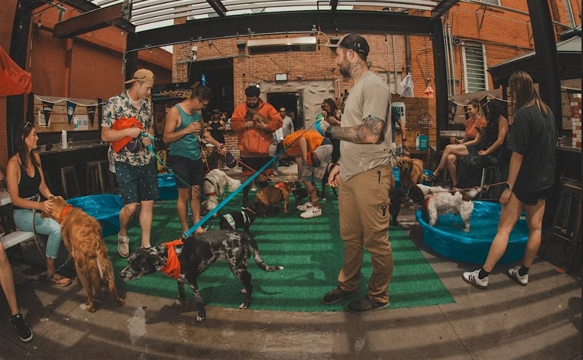 Puppy Pool Party