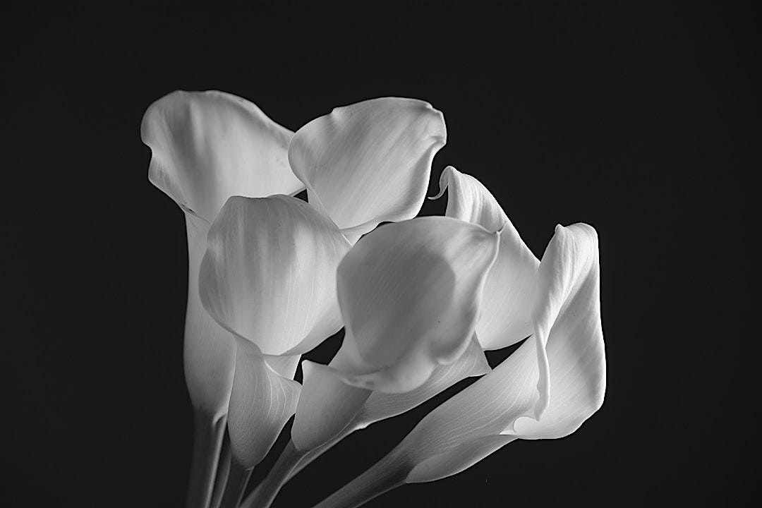 Macro Flowers and Studio Lighting Photography Workshop