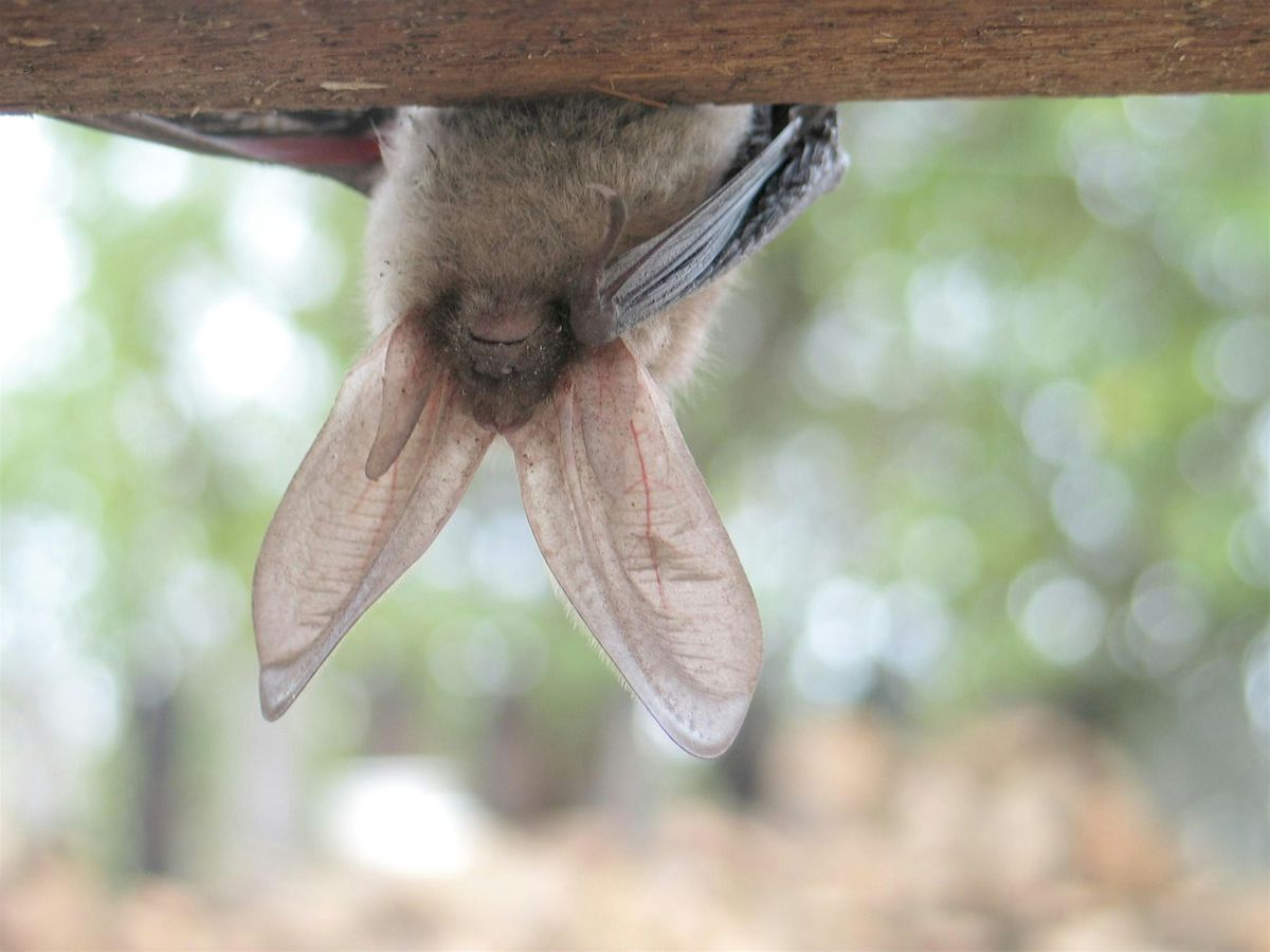 11-1-2025  Bats in our Central Florida Neighborhoods