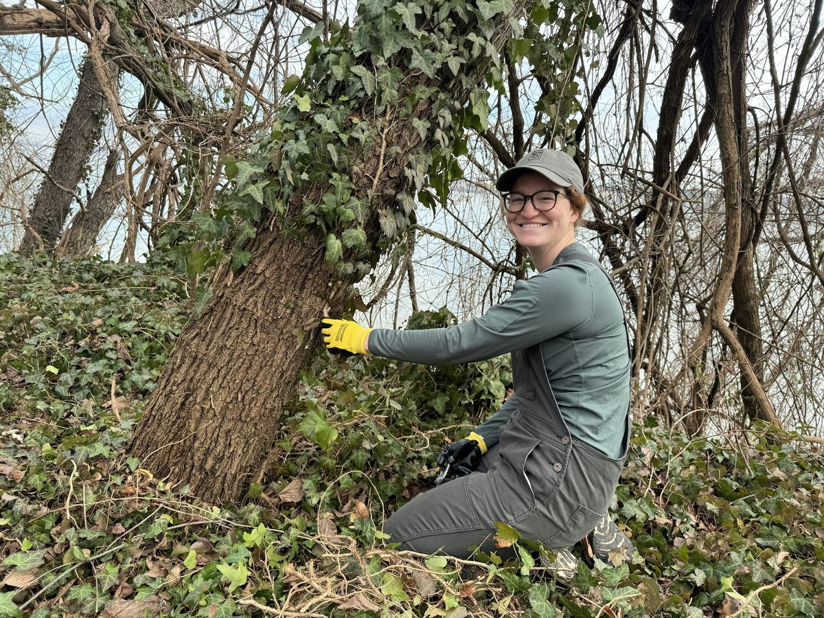 Vegetation Removal Near Daingerfield Island