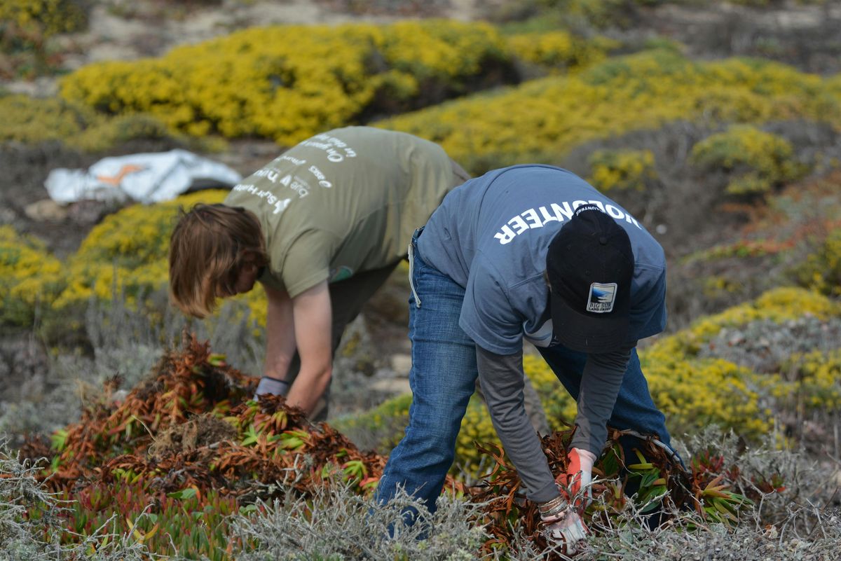 Iceplant Removal at Martin Dunes