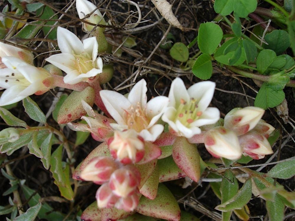 Channel Islands Native Plant Garden Sale