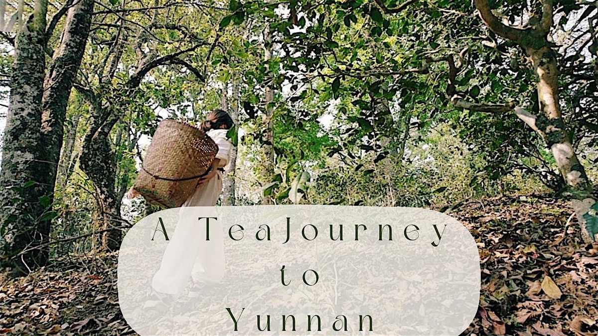 Authentic Tea Tasting| Tea Ceremony A Tea Journey to Yunnan| CommuniTEA
