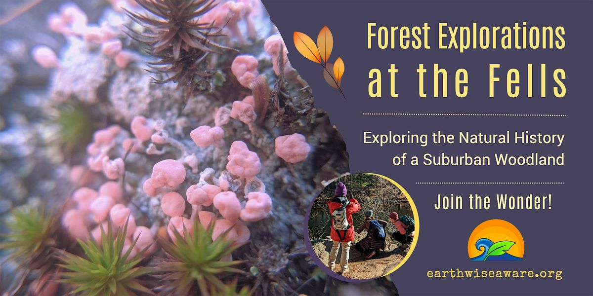 Fall Forest Explorations