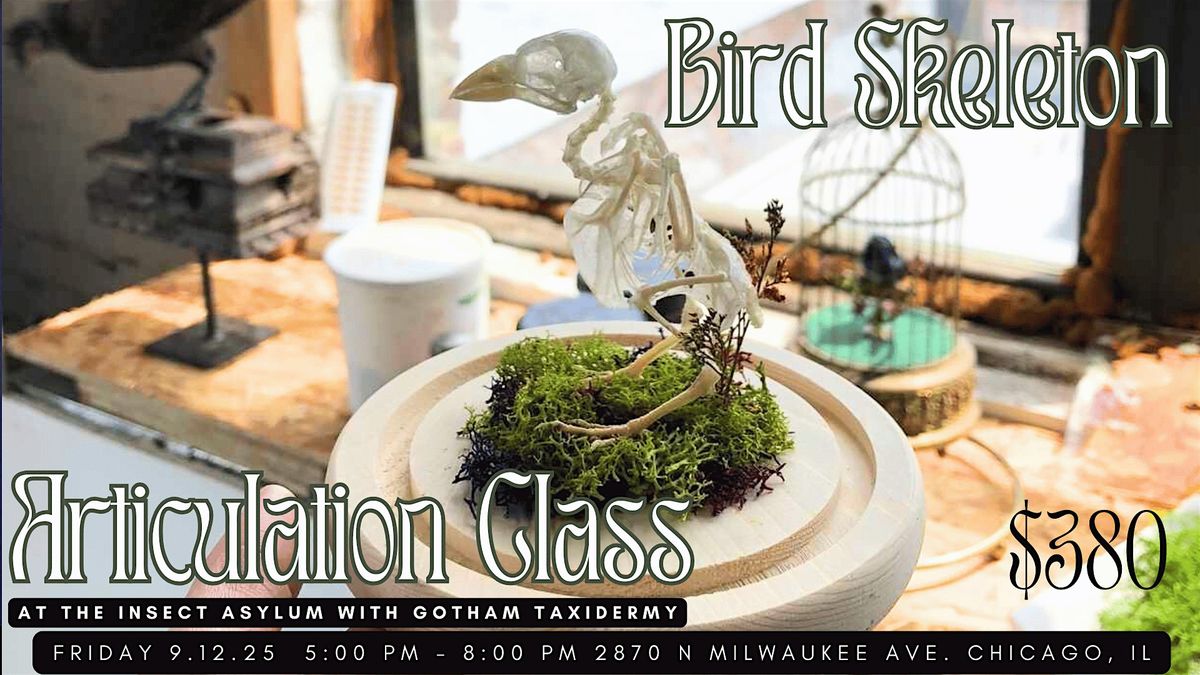 Bird Skeleton Articulation Class with Gotham Taxidermy