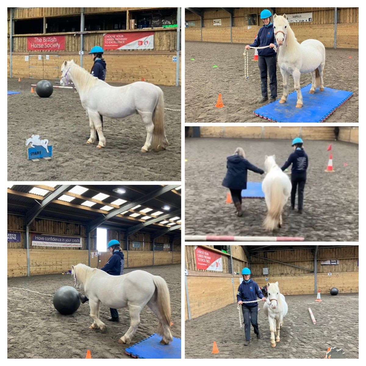 EFL\/EAL Equine facilitated Learning 