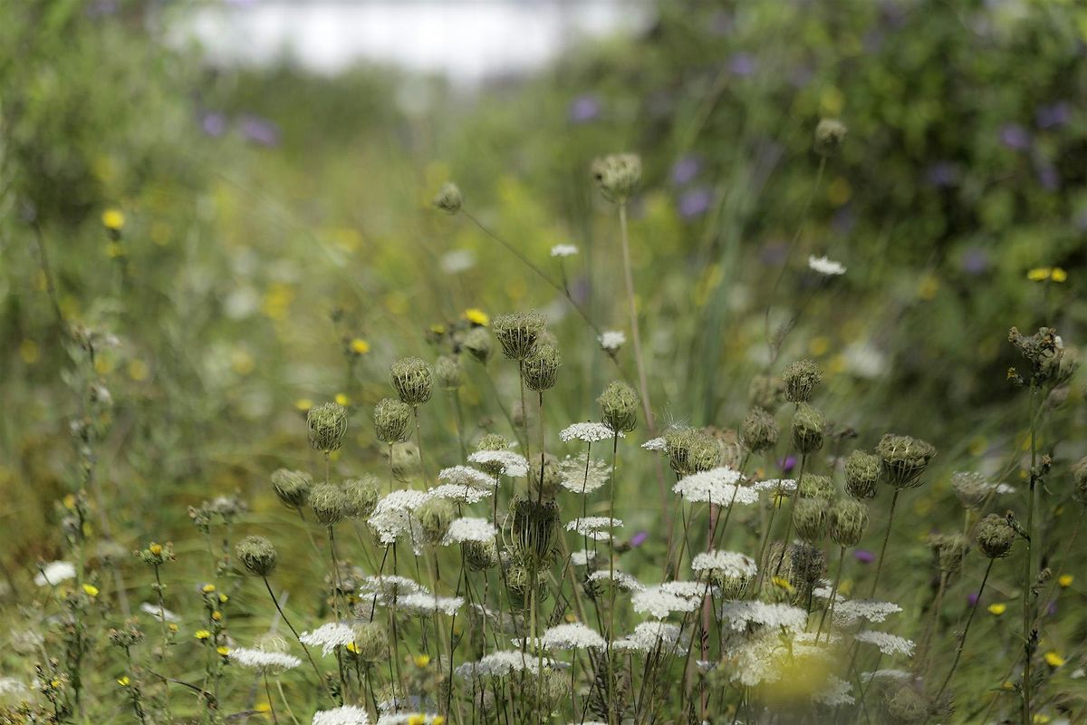 Afternoon Walk - Healing Hedgerows