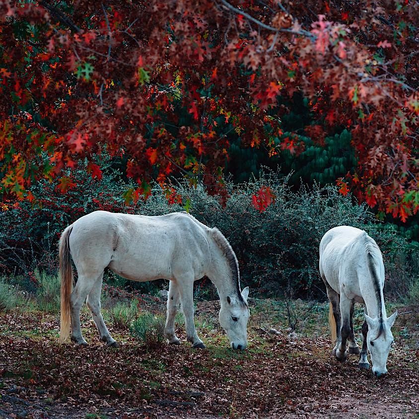 Working with Spirit Animals and Animal Medicine- Workshop
