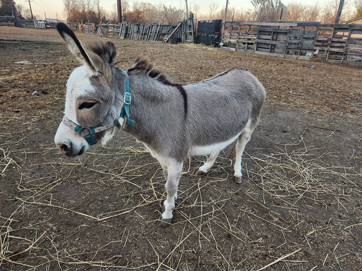 petting zoo in palmer park mall