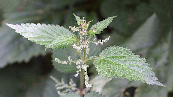 Wild Edible and Medicinal Plants