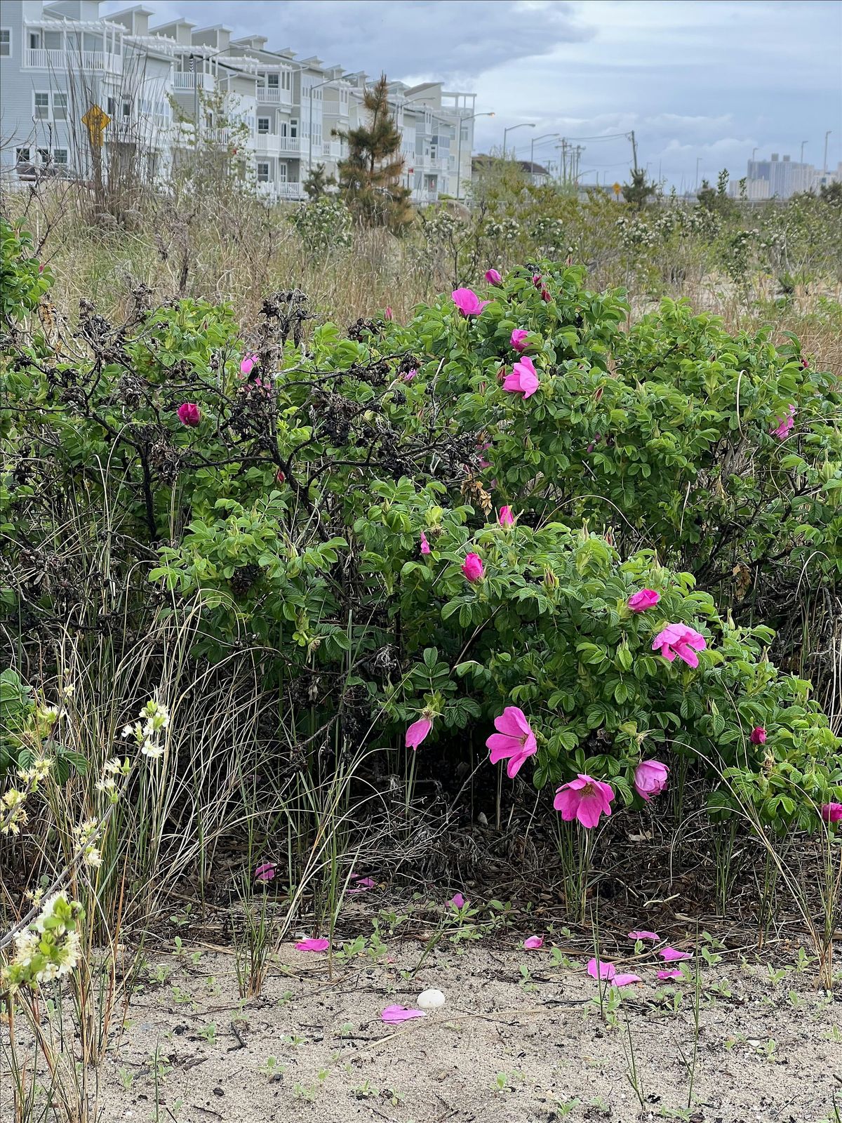 Intro to Native Plants