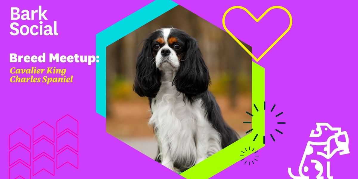 Breed Meetup: Cavalier King Charles Spaniel!