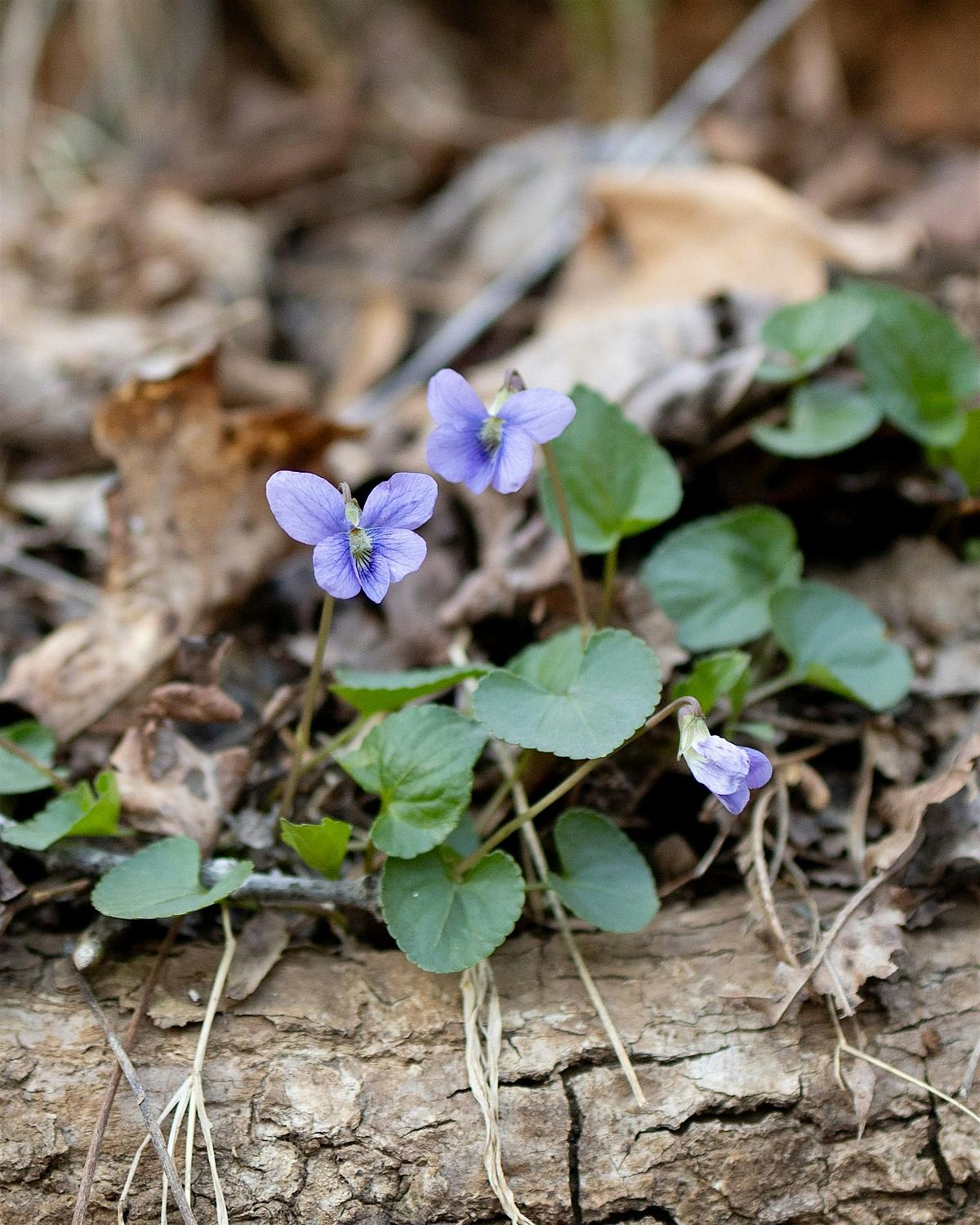 Celebrate the Haw River Trail with a Wildflower Hike