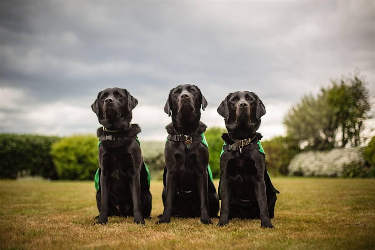 Family Dog for Students and Professionals